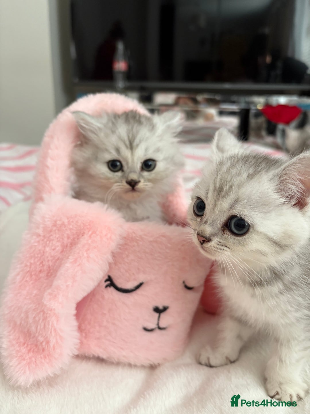 Persian cats for sale: Silver tipped chinchilla Persian/British shorthair - Image 1