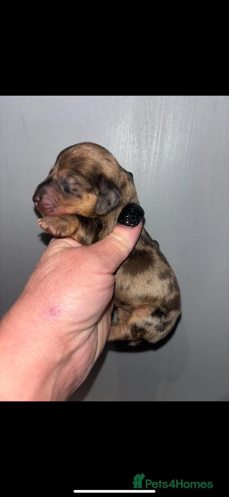 Dachshund dogs Miniature dashboard babies  - Advert 4