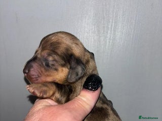 Dachshund dogs Miniature dashboard babies - Advert 1