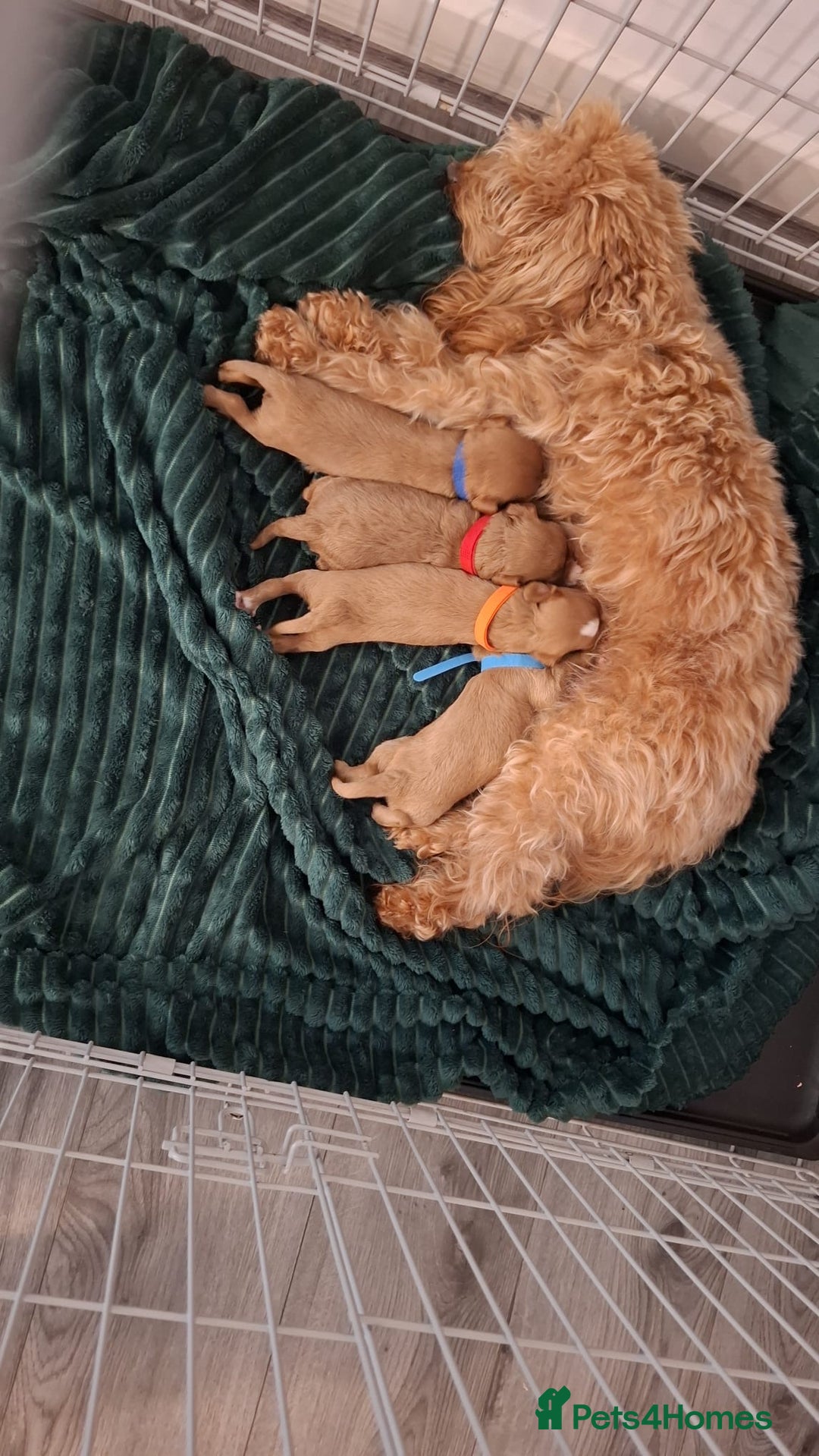 Cavapoo dogs for sale: 3 gorgeous Cavapoo puppies  - Image 4