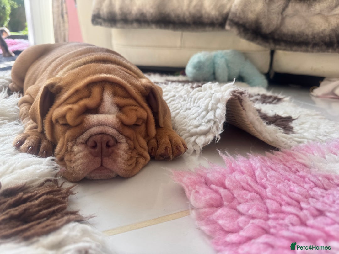 English Bulldog dogs for sale: READY TO GO Full Pedigree health tested bulldogs - Image 6