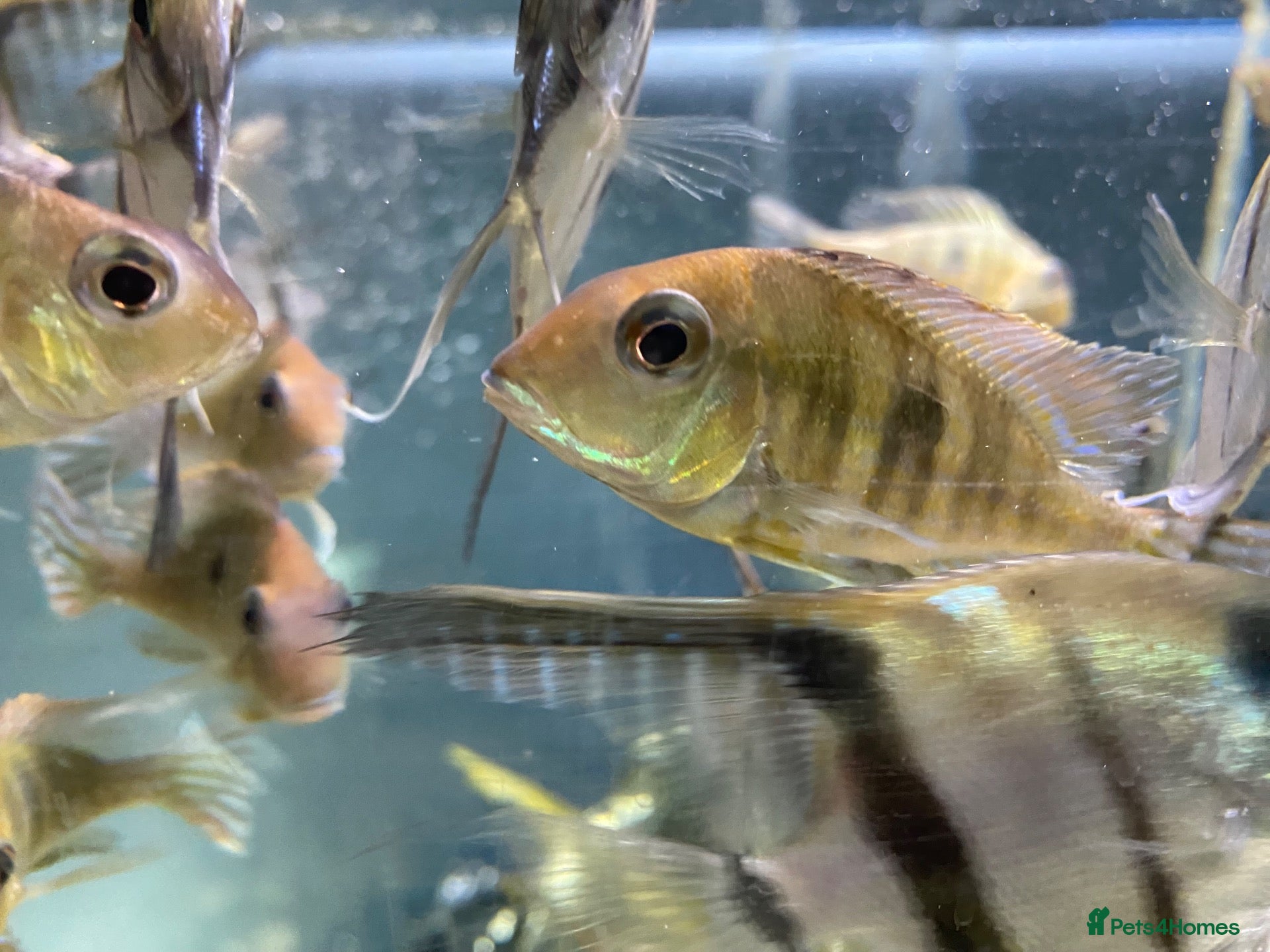 Other/Mixed Breed fish Geophagus red head tapajos  - Advert 1