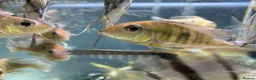 Other/Mixed Breed fish for sale: Geophagus red head tapajos  - Advert 1