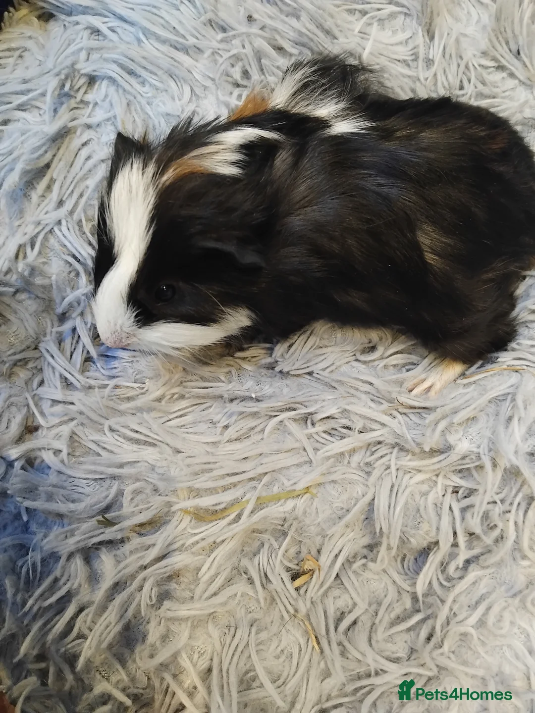 Guinea Pig rodents for sale: Baby guinea pigs x4 - Advert 5