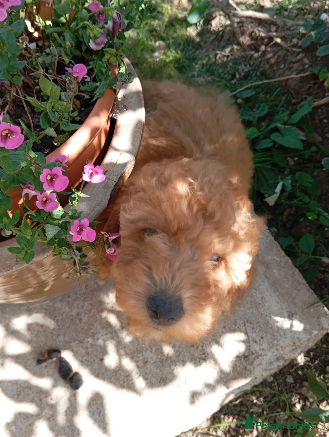 Cockapoo dogs for sale: Beautiful family of cockerpoos - Image 23