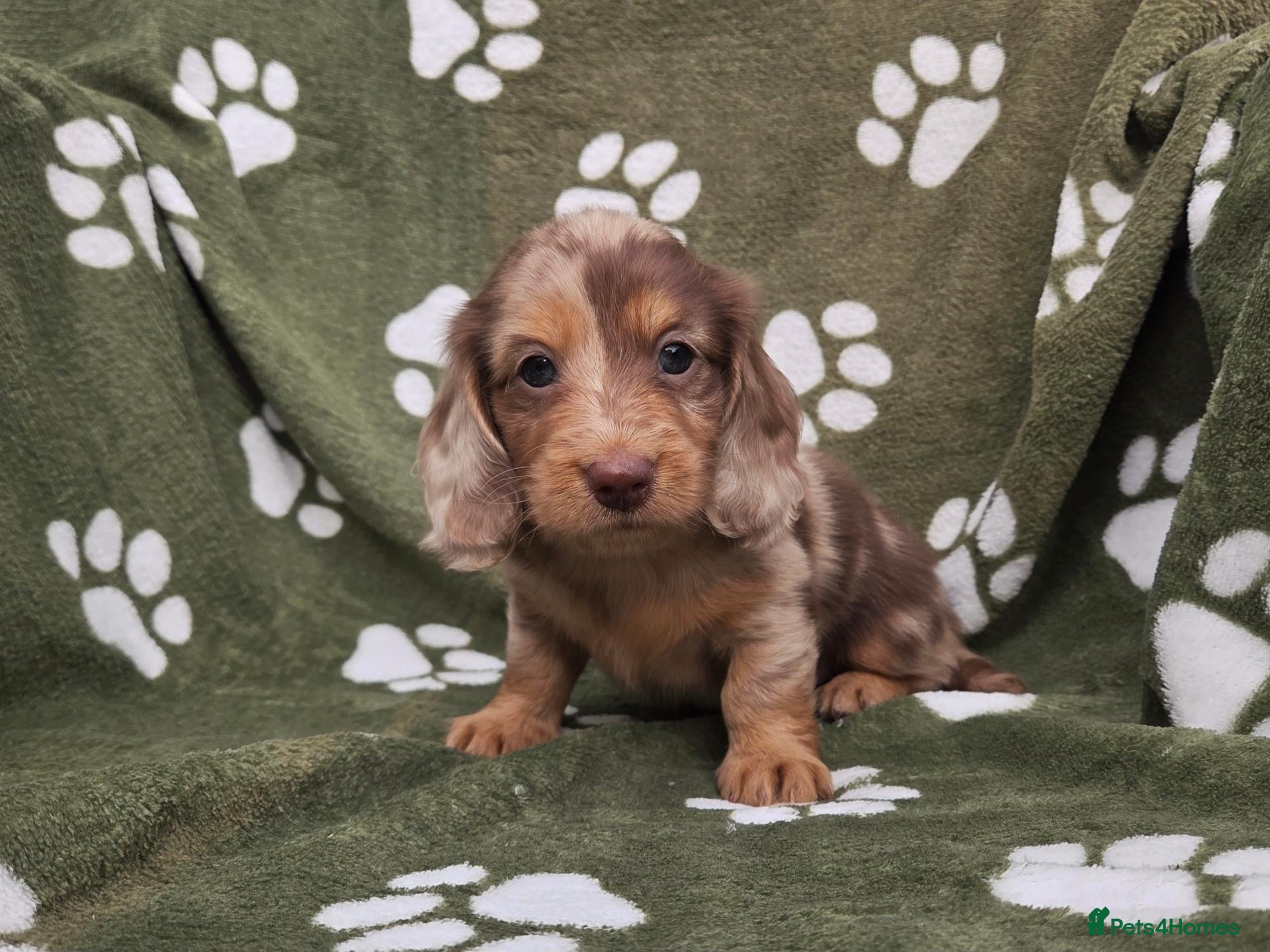 Miniature Dachshund dogs Stunning KC Registered Longhaired Mini Dachshunds - Advert 1