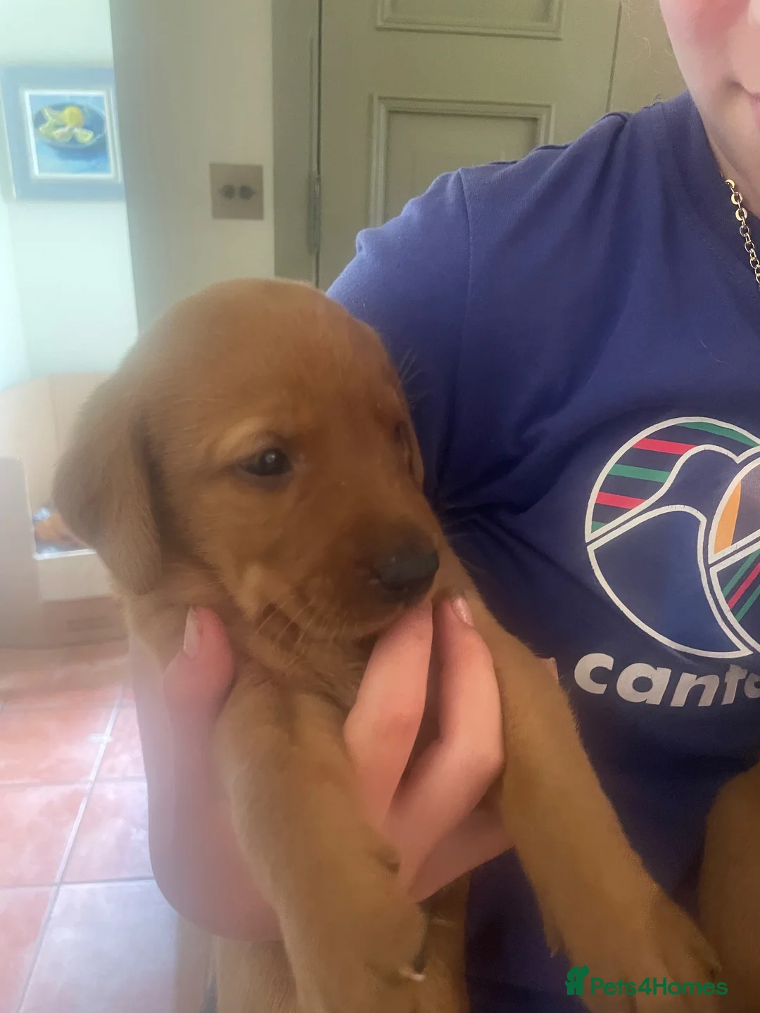Labrador Retriever dogs for sale: Fox Red Labrador Puppies - Advert 11
