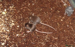 Mouse rodents for sale: Mixture of Fancy Mice For Sale  - Image 11