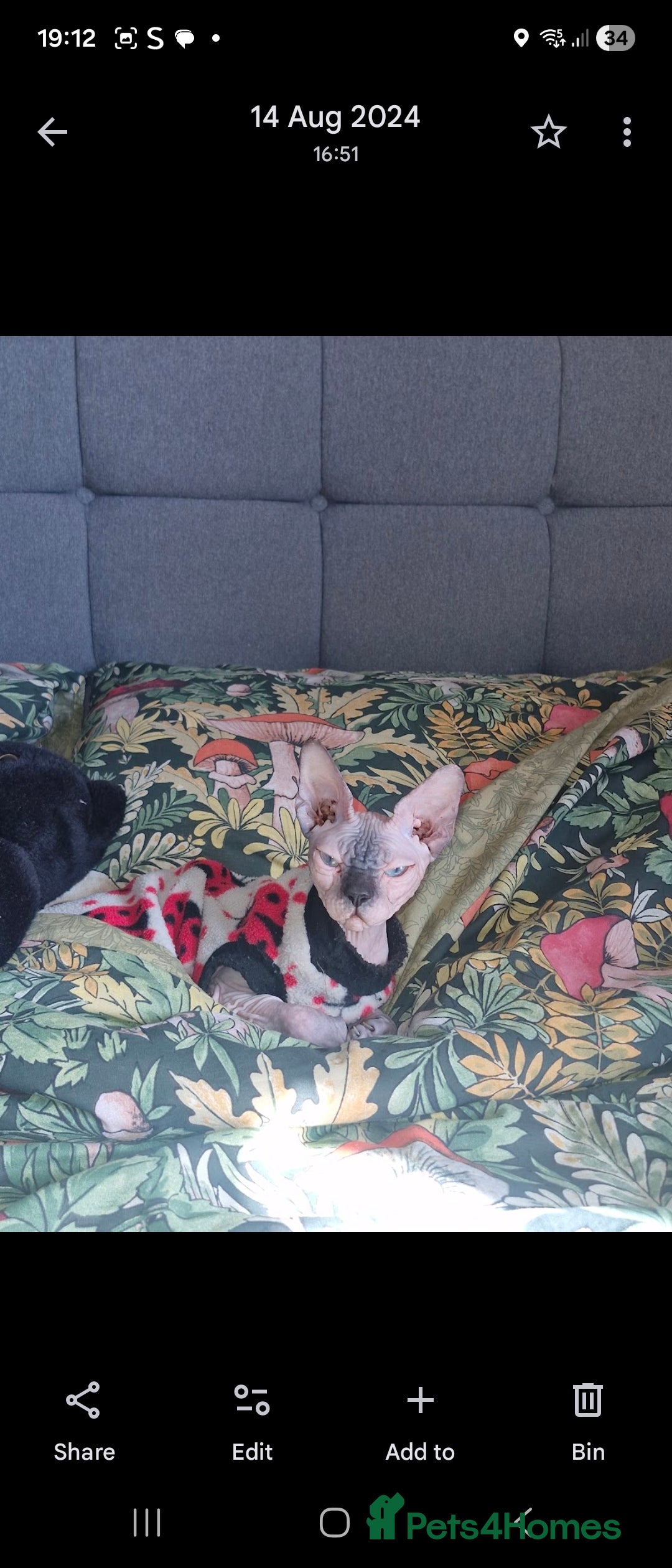 Sphynx cats for sale: 2 year old female seal point  - Advert 5