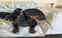 Dachshund dogs for sale: Adorable dachshund puppies ready to leave - Image 9