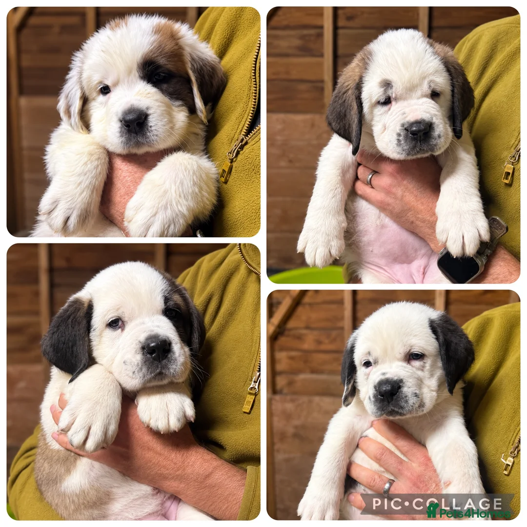 Mixed Breed dogs for sale: 🐾Cane Corso × St Bernard Puppies 🐾 4 GIRLS LEFT - Advert 1