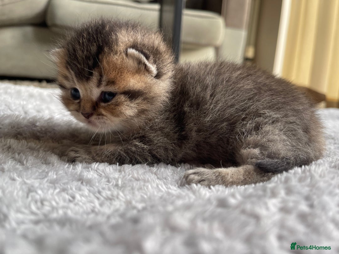 Scottish Fold cats for sale: Scottish fold kittens - Image 17