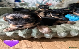 Yorkshire Terrier dogs for sale: Yorkies puppies  - Image 11
