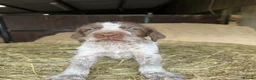 Italian Spinone dogs for sale: Italian Spinone Puppies - Advert 7