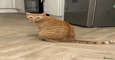 British Shorthair cats - Advert 4