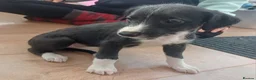 Mixed Breed dogs for sale: Bedlington whippet/Bedlington greyhound x whippet - Advert 6