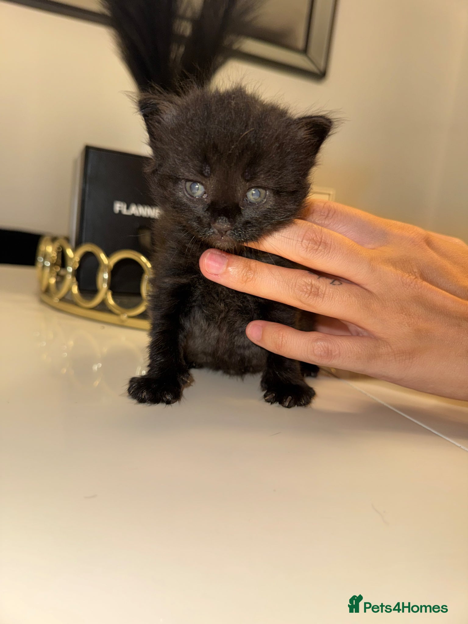 Maine Coon cats for sale: MAINE COON x BENGAL - Advert 6