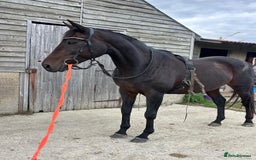 Irish Thoroughbred horses for sale: Super loving mare with huge heart ❤️  - Image 4