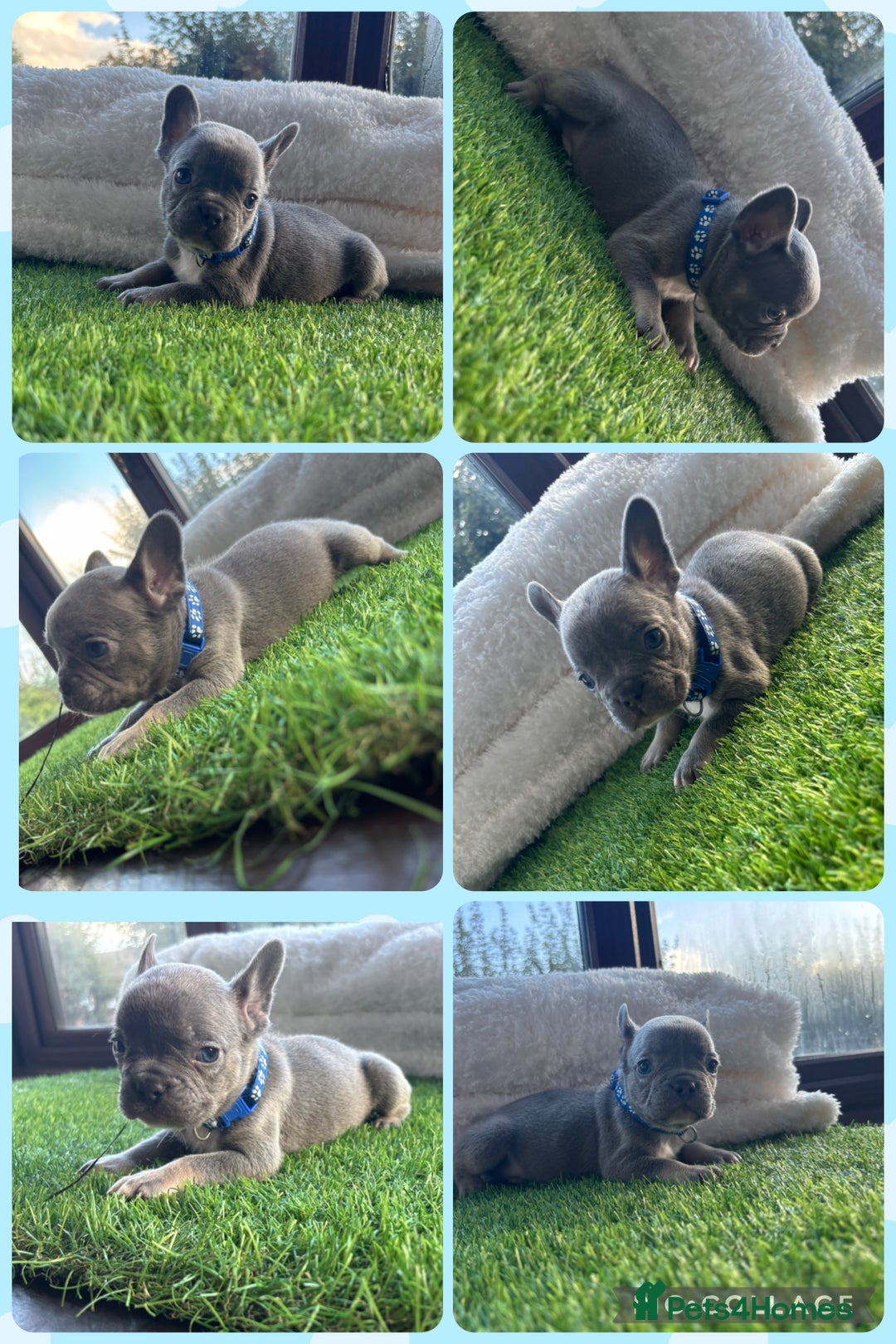 French Bulldog dogs for sale: 8 stunning french bull dogs  - Image 6