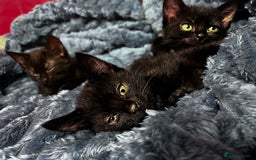 American Shorthair cats for sale: Cute 4 little females ready to go to new home - Image 9