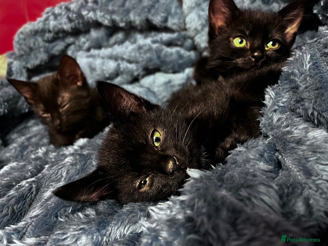 American Shorthair cats for sale: Cute 4 little females ready to go to new home - Image 9
