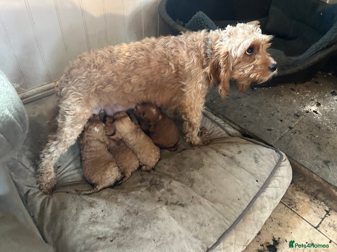 Cavapoo dogs for sale: Beautiful Cavapoo puppies  - Advert 21