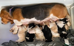 Basset Hound dogs for sale: Basset hound puppies Ready to Leave Now - Image 5