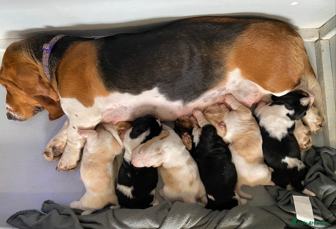 Basset Hound dogs for sale: Basset hound puppies Ready to Leave Now - Image 5
