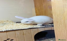 Mini Lop rabbits for sale: 10 weeks old male bunny  - Image 6