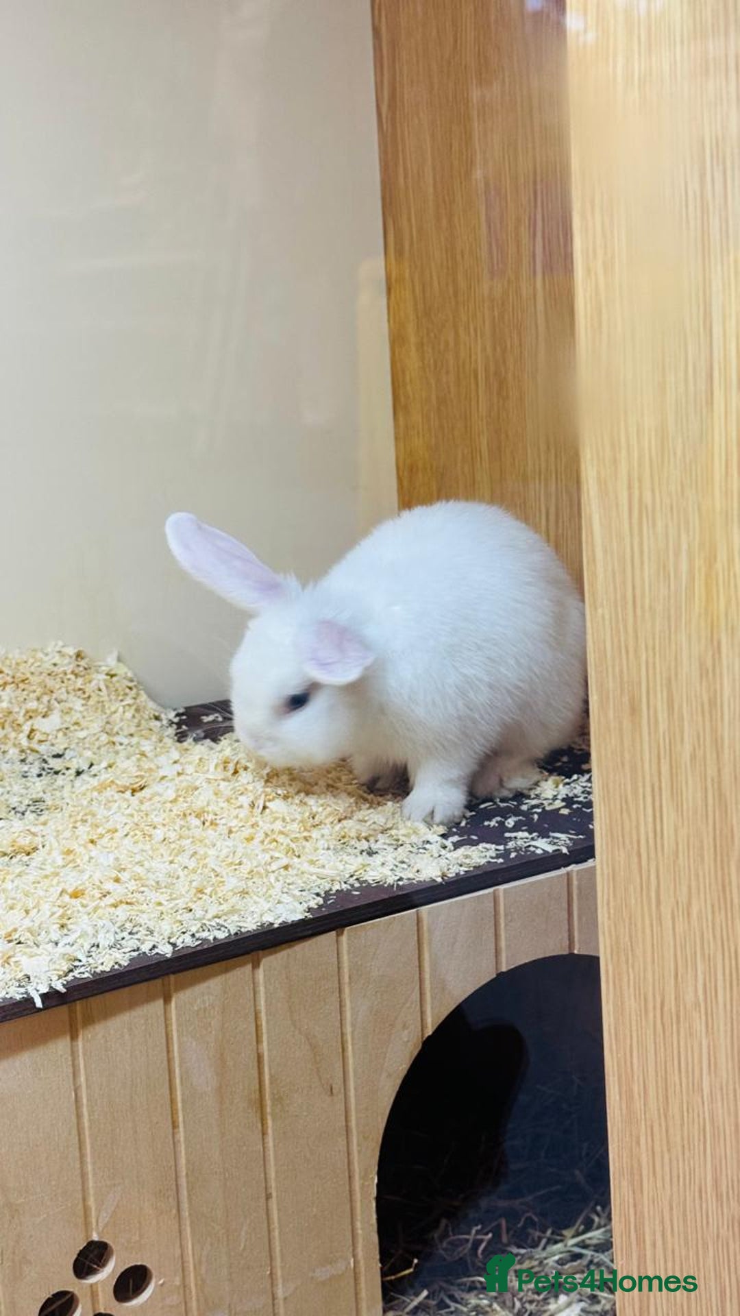 Mini Lop rabbits for sale: 10 weeks old male bunny  - Image 6
