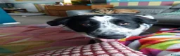 Mixed Breed dogs for adoption: Meet Bella, currently residing in Dunstable  in Dunstable - Advert 3
