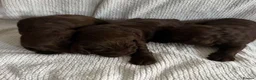 Cockapoo dogs for sale: Cockapoo puppies 🐶  in Gateshead - Advert 10