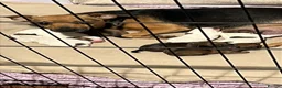 Mixed Breed dogs for sale: Jack Russell x parson Russell puos - Advert 6