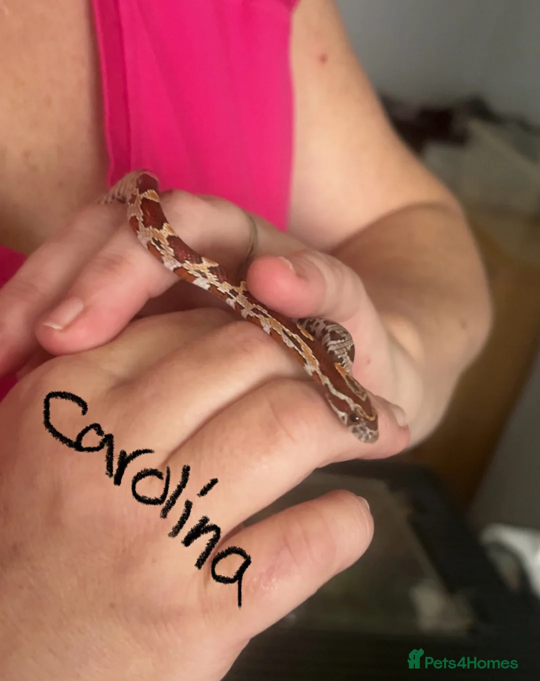 Corn Snake reptiles for sale: 2 corn snakes with full setup - Advert 3