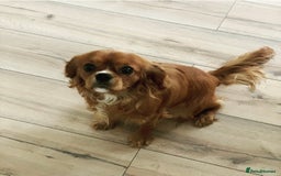 Cavalier King Charles Spaniel dogs for sale: ⭐️Kc dna, heart tested cavalier babys⭐️ - Image 9