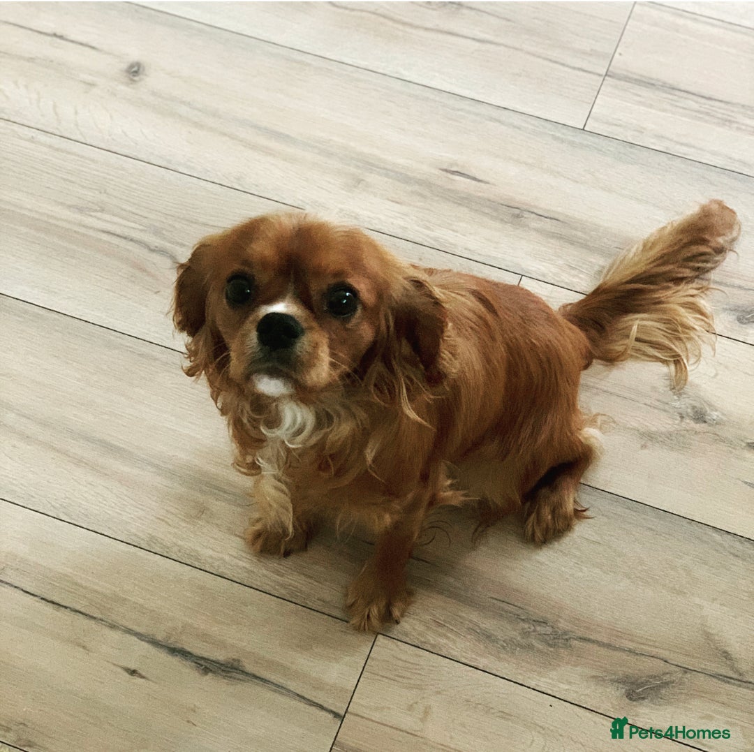 Cavalier King Charles Spaniel dogs for sale: ⭐️Kc dna, heart tested cavalier babys⭐️ - Image 9