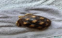Tortoise reptiles for sale: Sulcata Tortoise  - Image 2