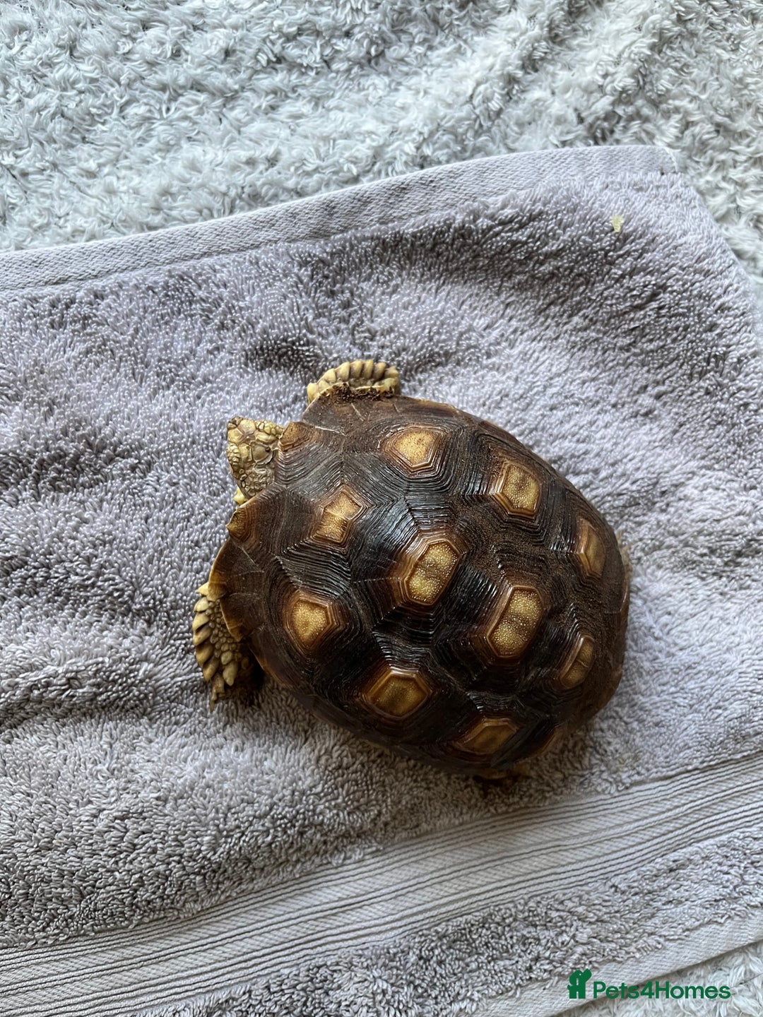 Tortoise reptiles for sale: Sulcata Tortoise  - Image 2