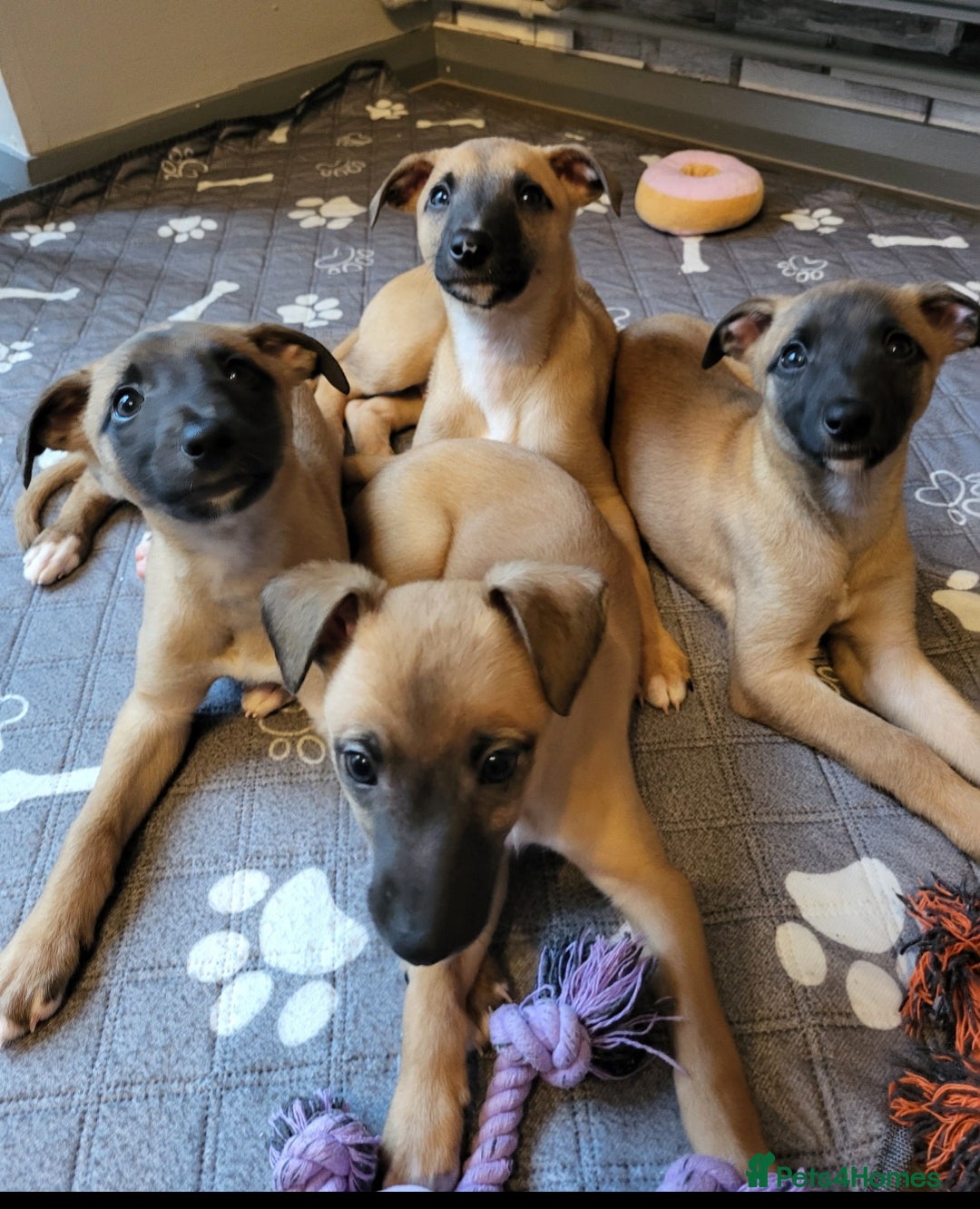 Whippet dogs for sale: These Adorable pups are needing a forever home. - Advert 2