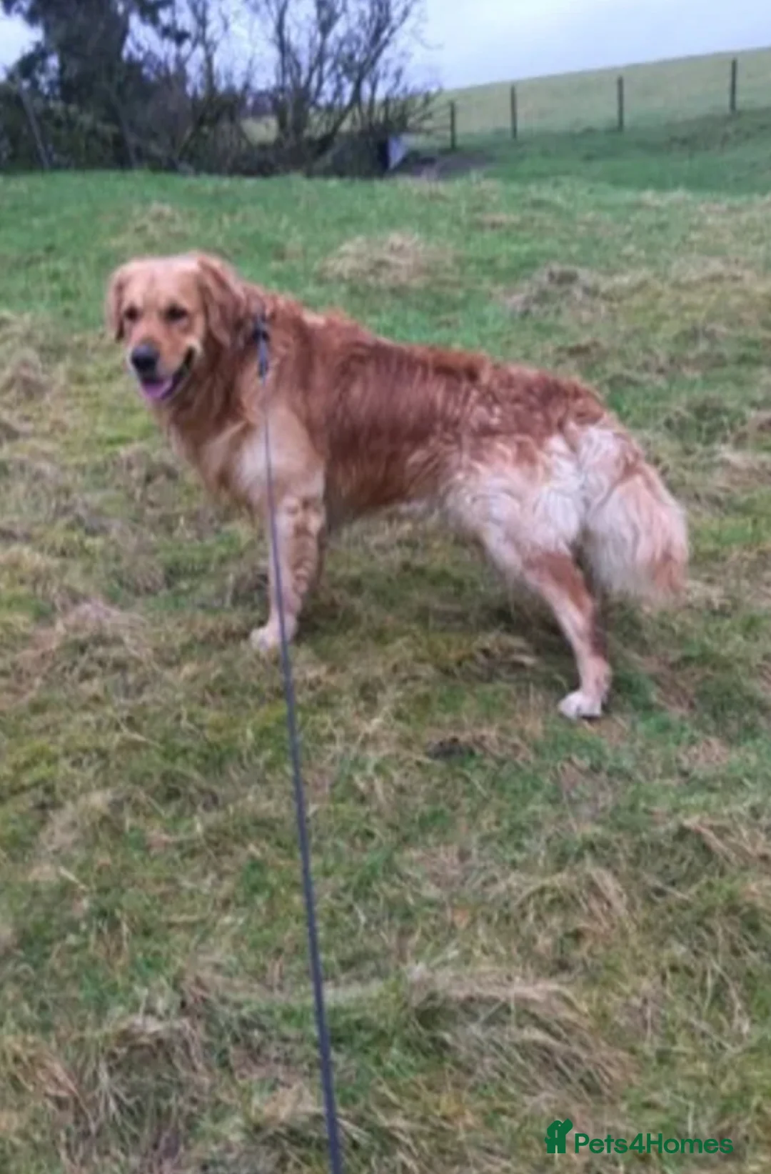 Goldendoodle dogs for sale: Expecptional goldendoodles - Advert 22