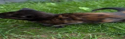 Mixed Breed cats for sale: Kittens 🐈‍⬛  - Advert 5