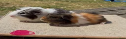 Guinea Pig rodents for sale: Beautiful baby guinea pigs. Golden, FUNKY, Swiss - Advert 4