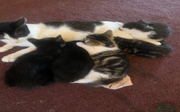 Mixed Breed cats for sale: Beautiful mixed breed kittens ready to leave 🐱 - Image 3