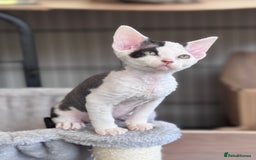 Devon Rex cats for sale: **Pedigree Devon Rex Girls** - Image 1