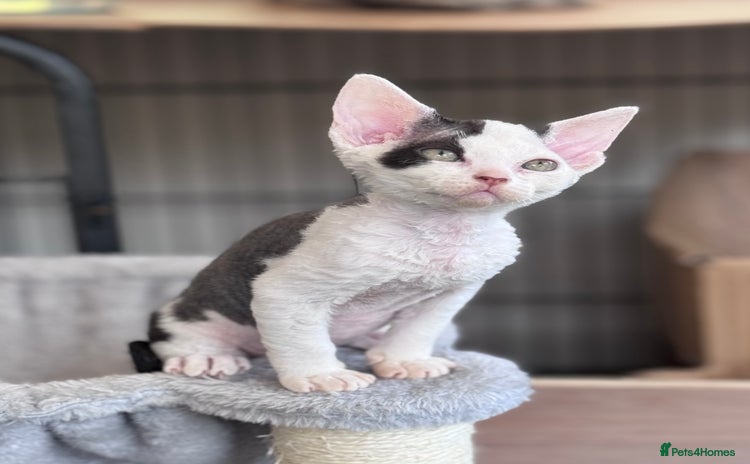 Devon Rex cats - Advert 1