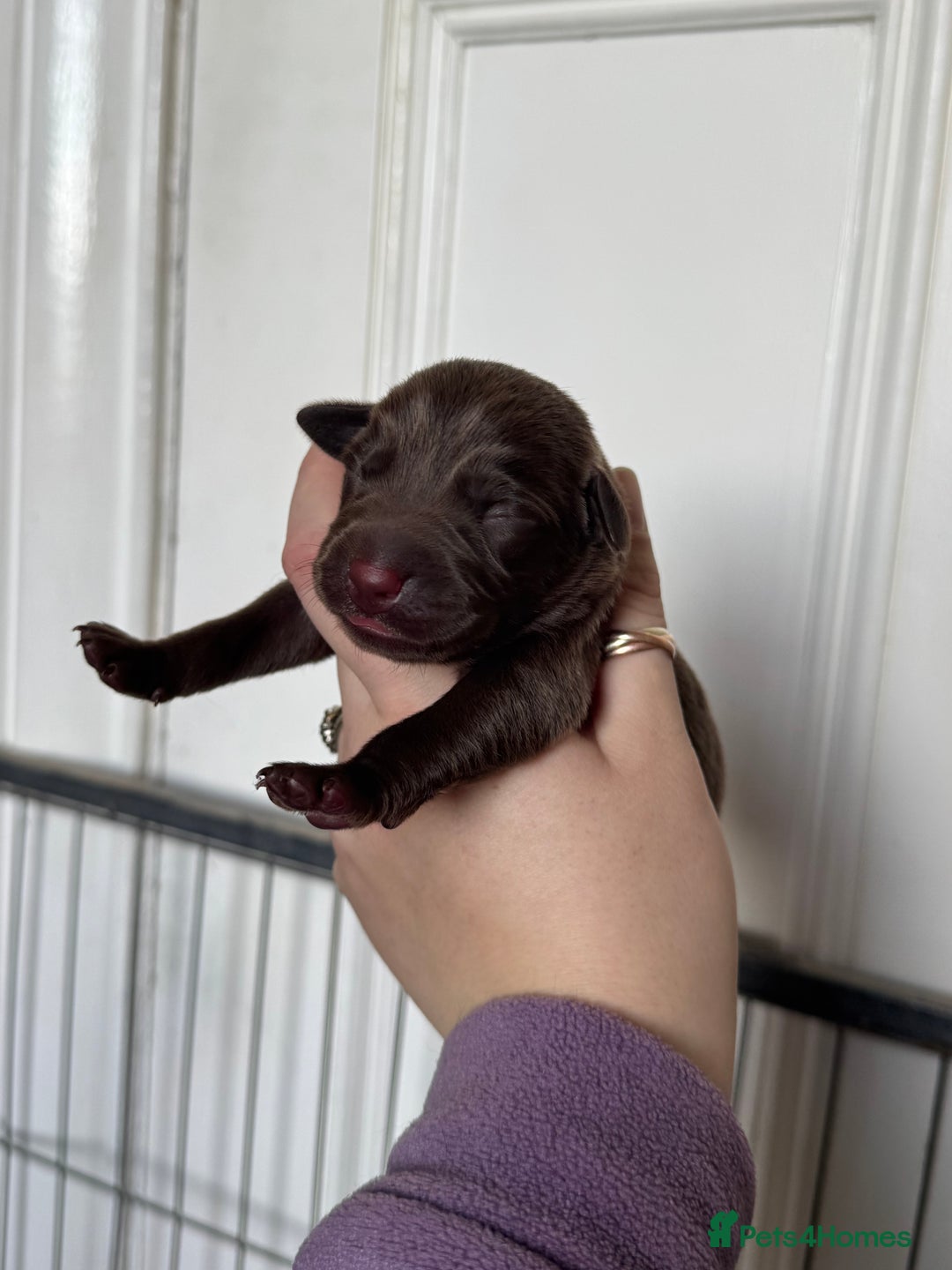 Labrador Retriever dogs for sale: Labrador pups from great working lines  - Advert 2