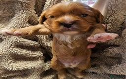 Cavalier King Charles Spaniel dogs for sale: Cavalier king charles spaniel puppies  - Advert 5