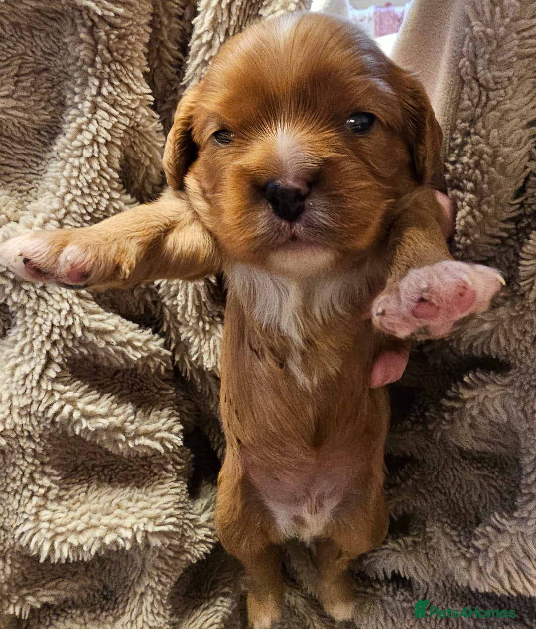 Cavalier King Charles Spaniel dogs for sale: Cavalier king charles spaniel puppies  - Advert 5