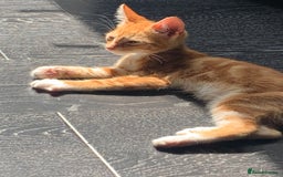 Mixed Breed cats for sale: Sweet kitten needing home ASAP - Image 2