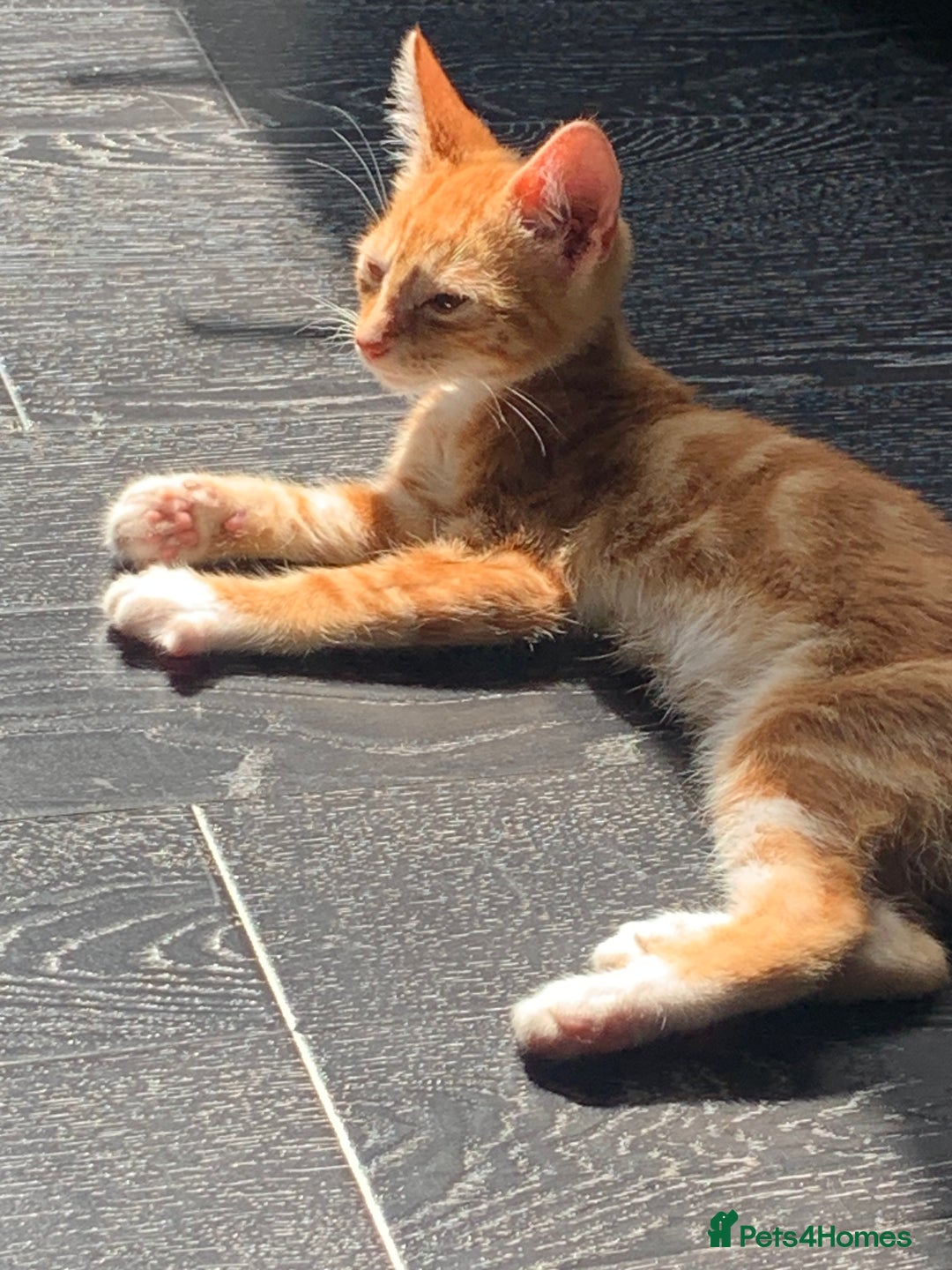 Mixed Breed cats for sale: Sweet kitten needing home ASAP - Image 2
